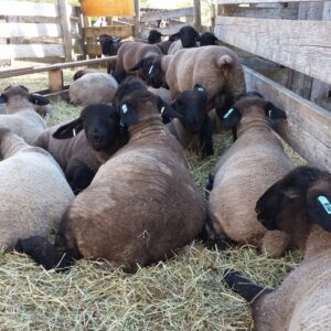 suffolk sheep for sale
