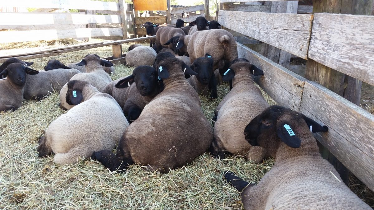 suffolk sheep for sale