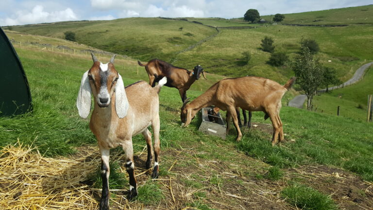 anglo nubian goats for sale