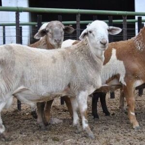 Meatmaster Sheep For Sale