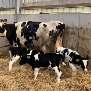 Holstein Friesian Cows For Sale