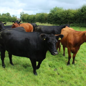 angus cattle for sale