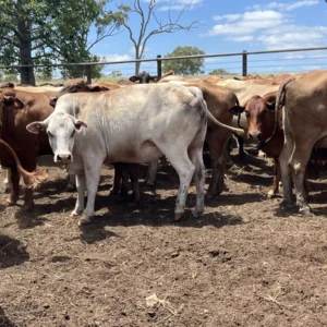 brown swiss cows for sale