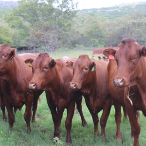Bonsmara cattle for sale