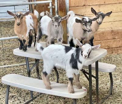 pygmy goat for sale