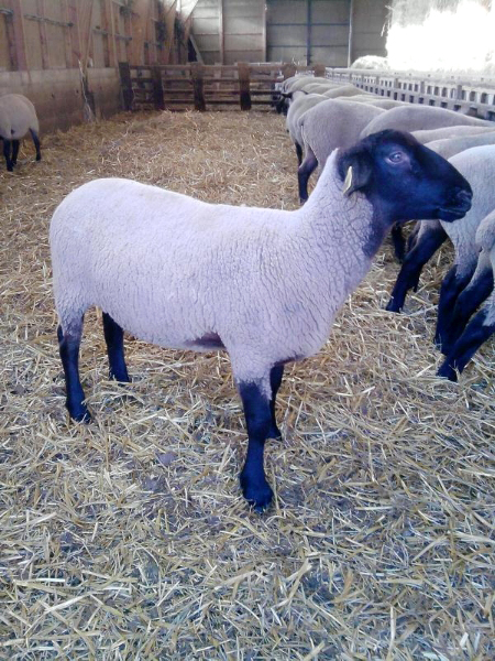 suffolk sheep for sale