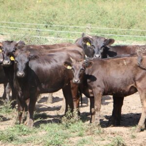 Wagyu Cattle For Sale