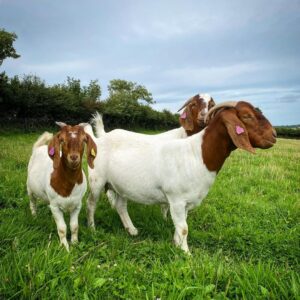 Boer Goats for Sale