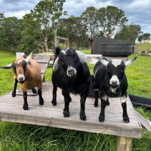 pygmy goat for sale