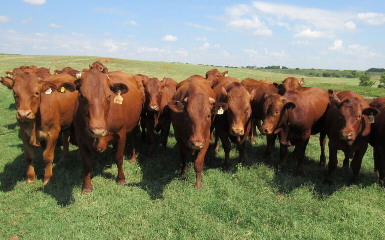 Bonsmara cattle for sale