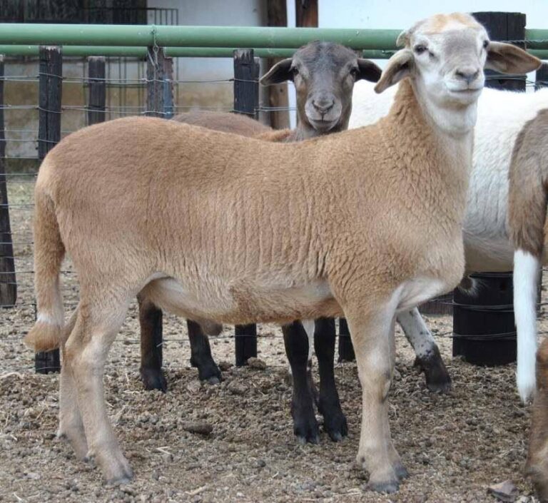meatmaster sheep for sale