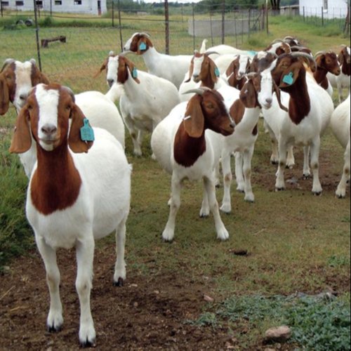 Boer goats for sale