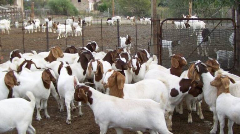 Boer goats for sale