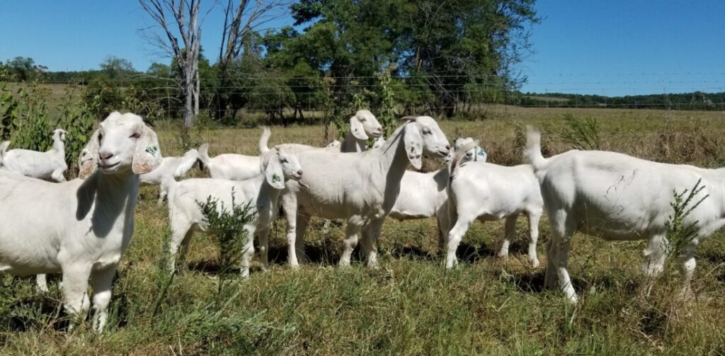 savanna goats for sale