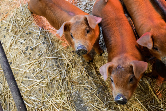 Duroc pigs for sale