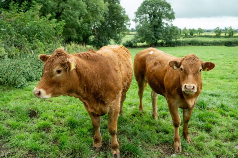 Limousin Cow for Sale