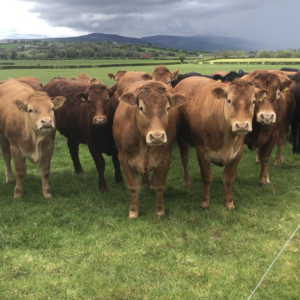 limousin cattle for sale
