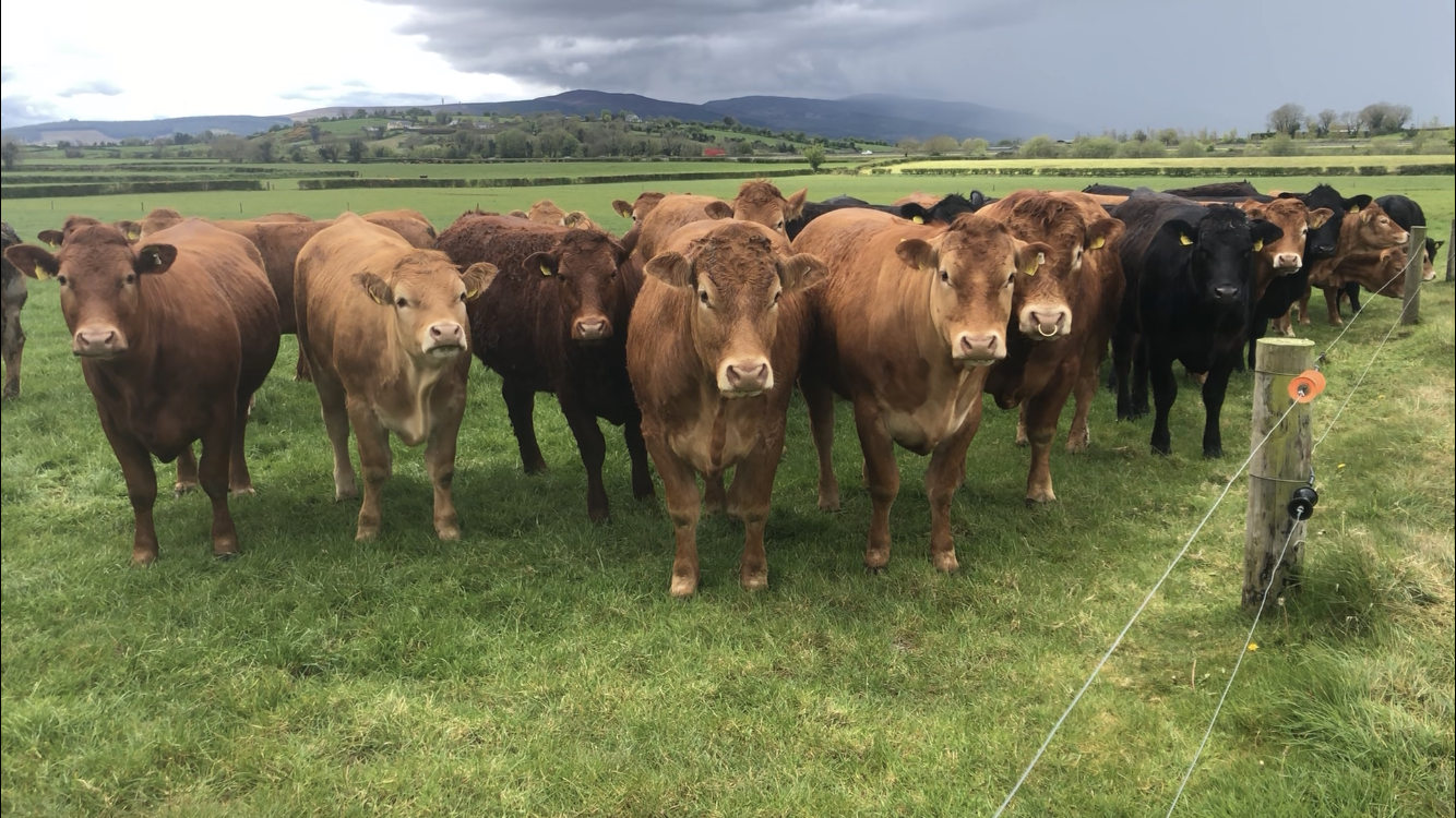 limousin cattle for sale