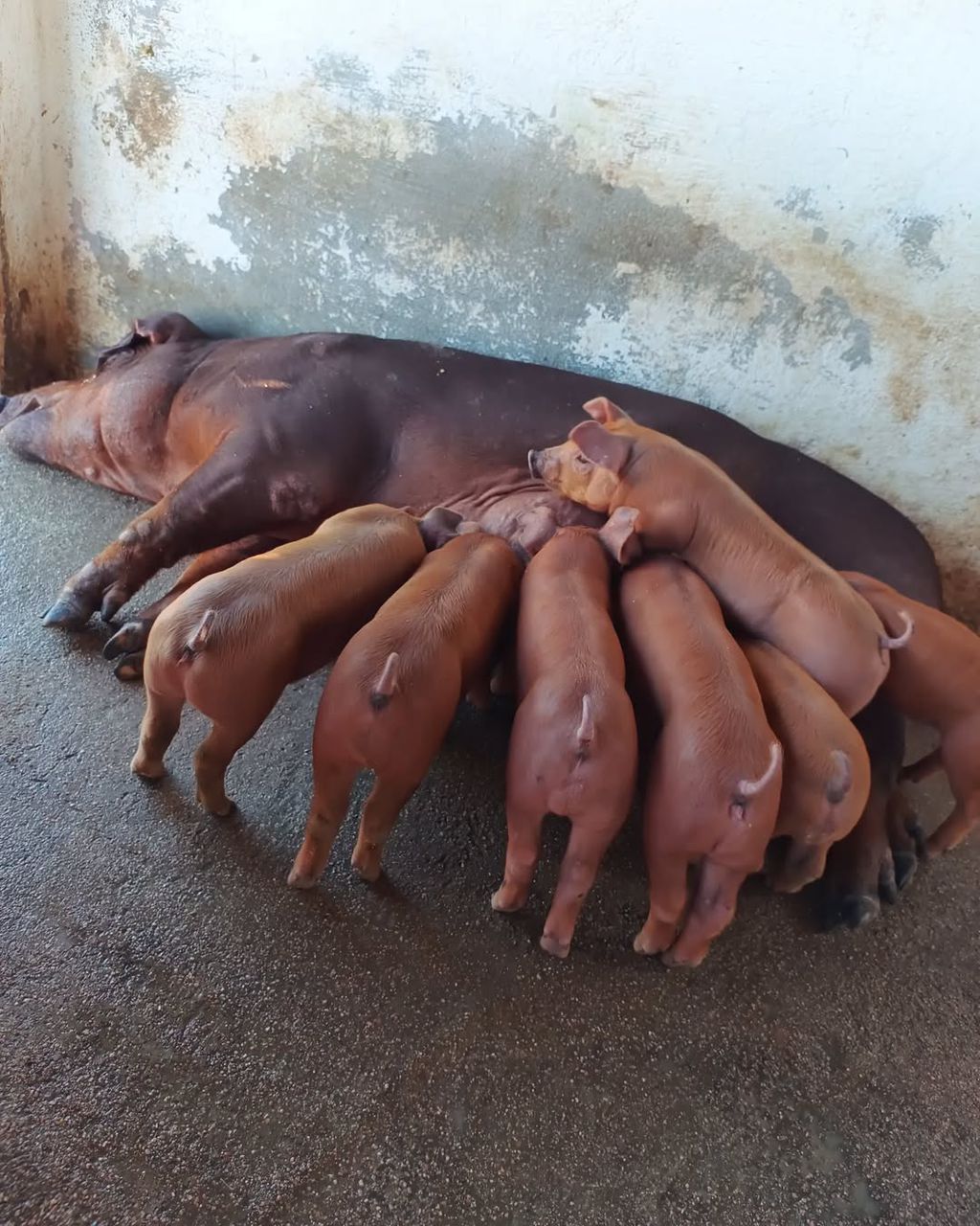 Duroc Pigs For Sale