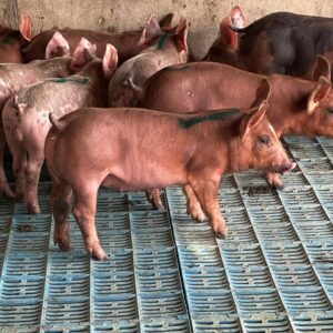 Duroc Pigs For Sale