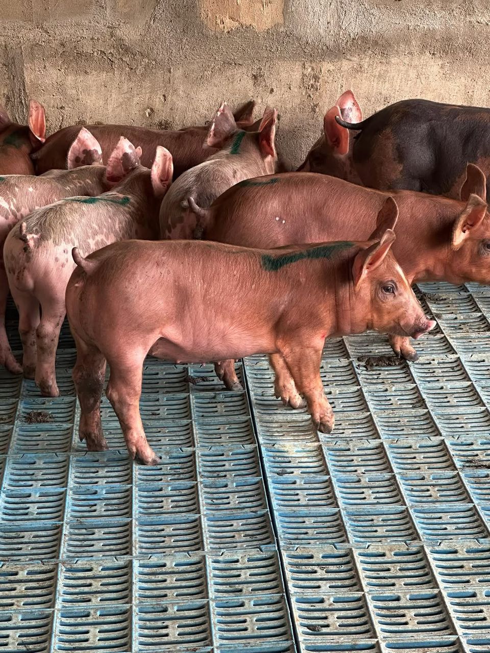 Duroc Pigs For Sale