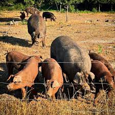 Duroc Pigs For Sale