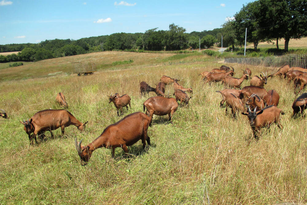 Alpine goats for sale