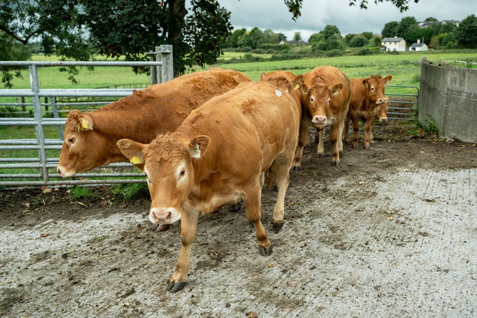 Limousin Cow for Sale