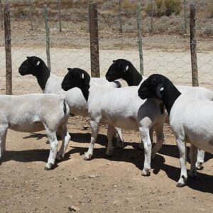 Dorper Sheep For Sale