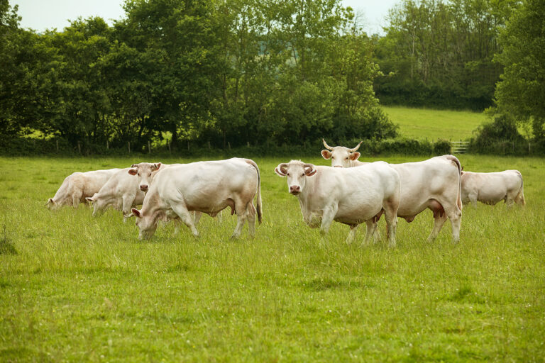 charolais cattle for sale