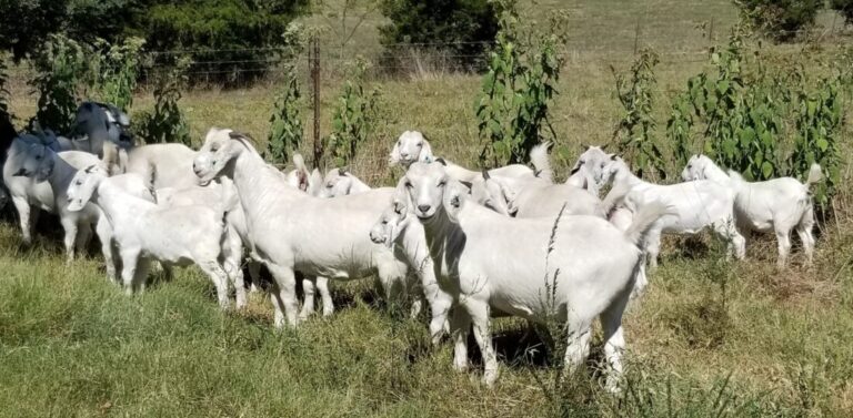 Savanna goats price