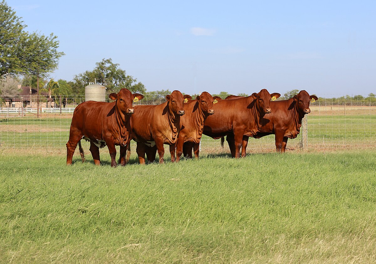 Beefmaster Cattle for Sale