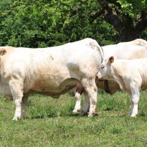 charolais cattle for sale