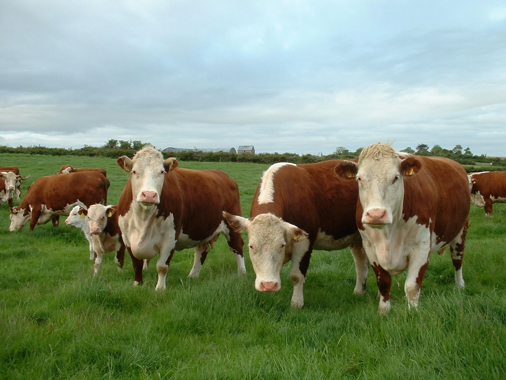 hereford cattle for sale