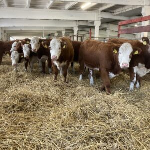 hereford cattle for sale