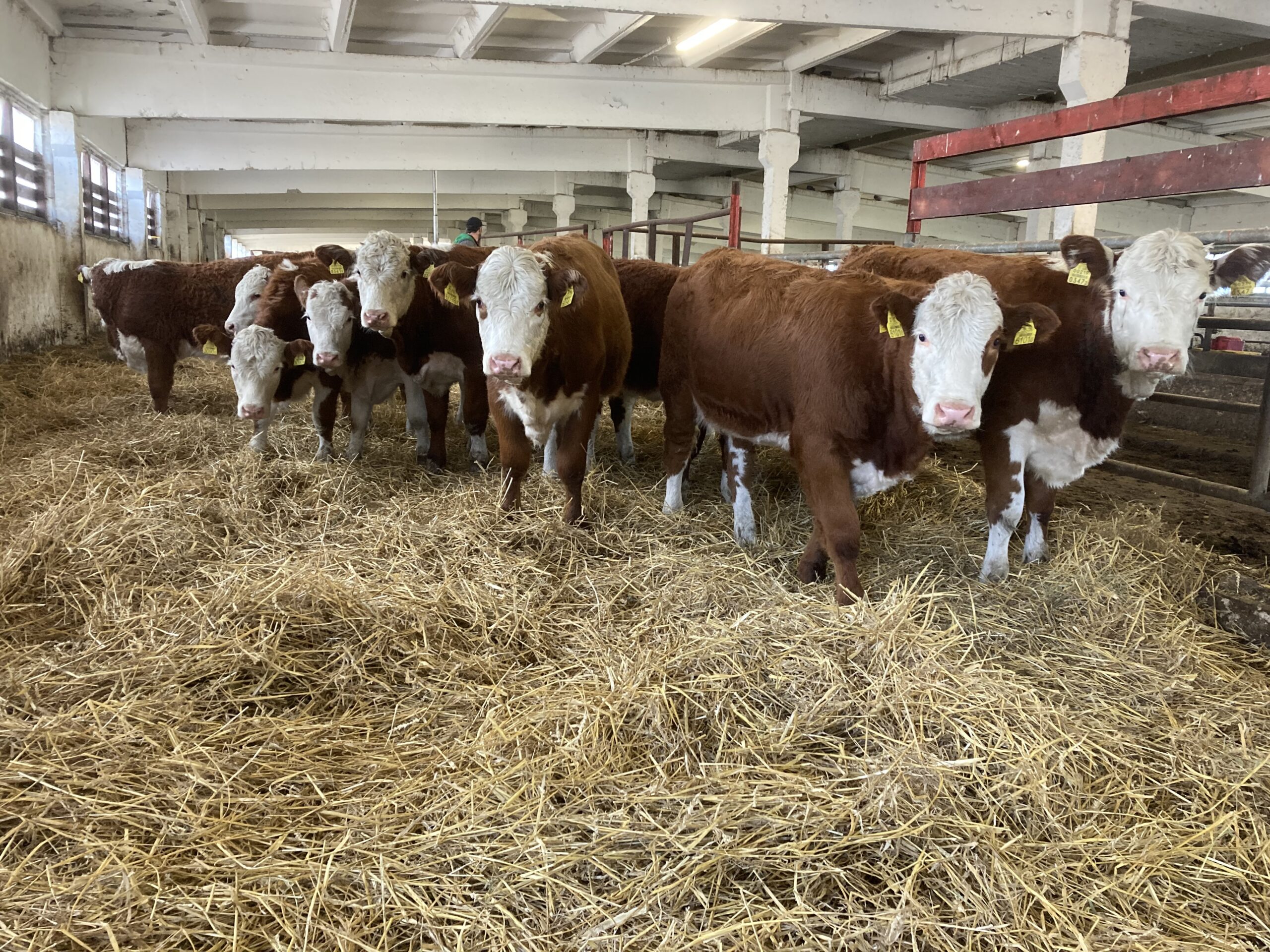 hereford cattle for sale
