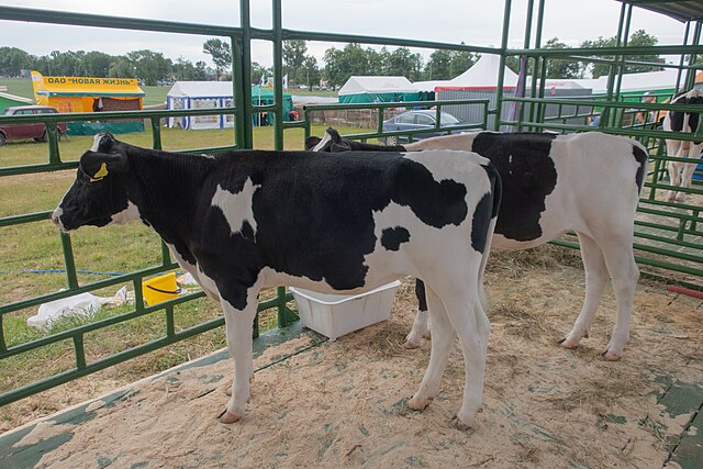 Holstein Friesian Cows for Sale