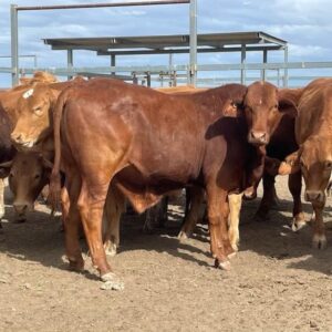 Beefmaster Cattle for Sale