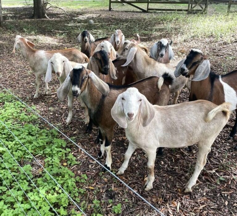 Miniature goats for sale