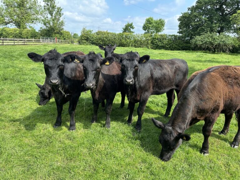 Angus Cattle for Sale
