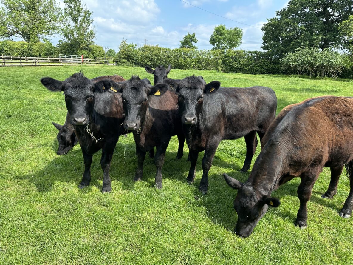 Angus Cattle for Sale