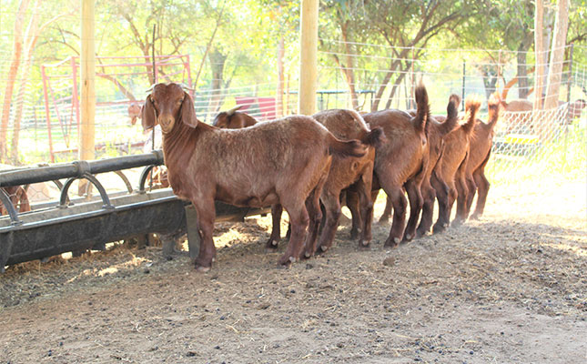 Kalahari Red Goats for Sale