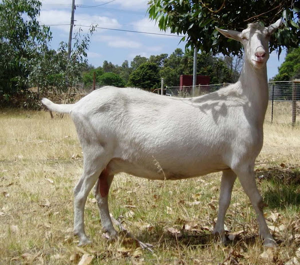 Saanen Goats for Sale