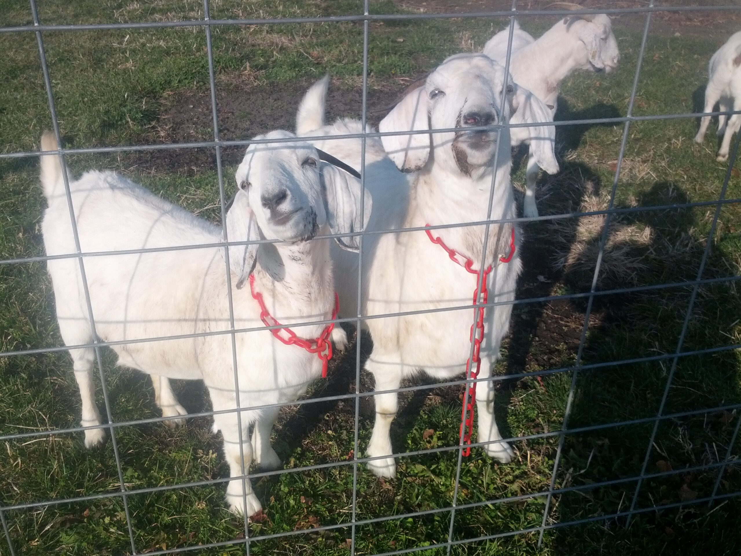 Savanna goats for sale
