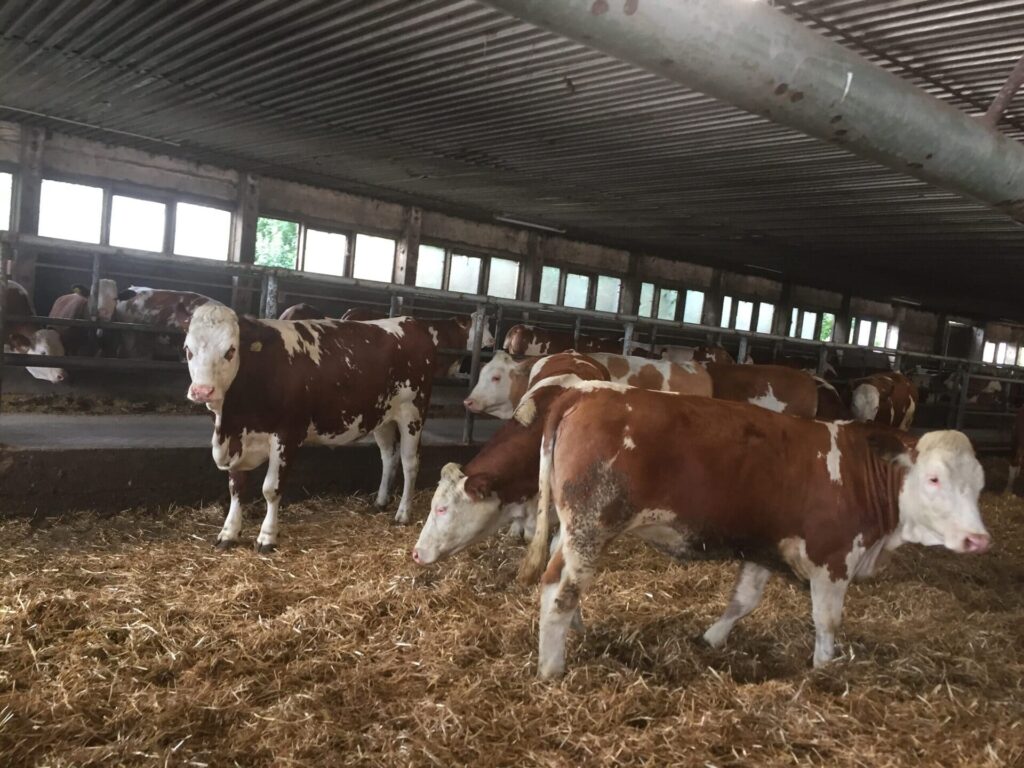 Simmental Cows for Sale