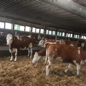 simmental cows for sale