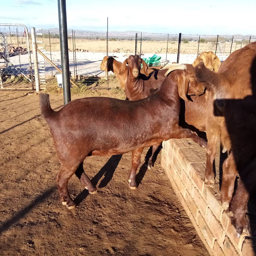 Kalahari Red Goats for Sale