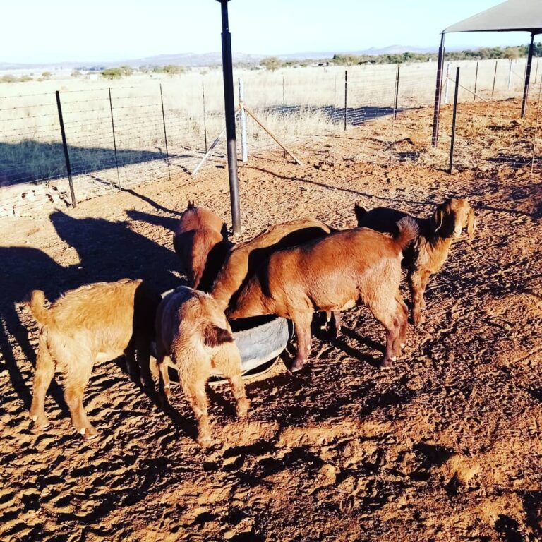 Kalahari Red Goats for Sale