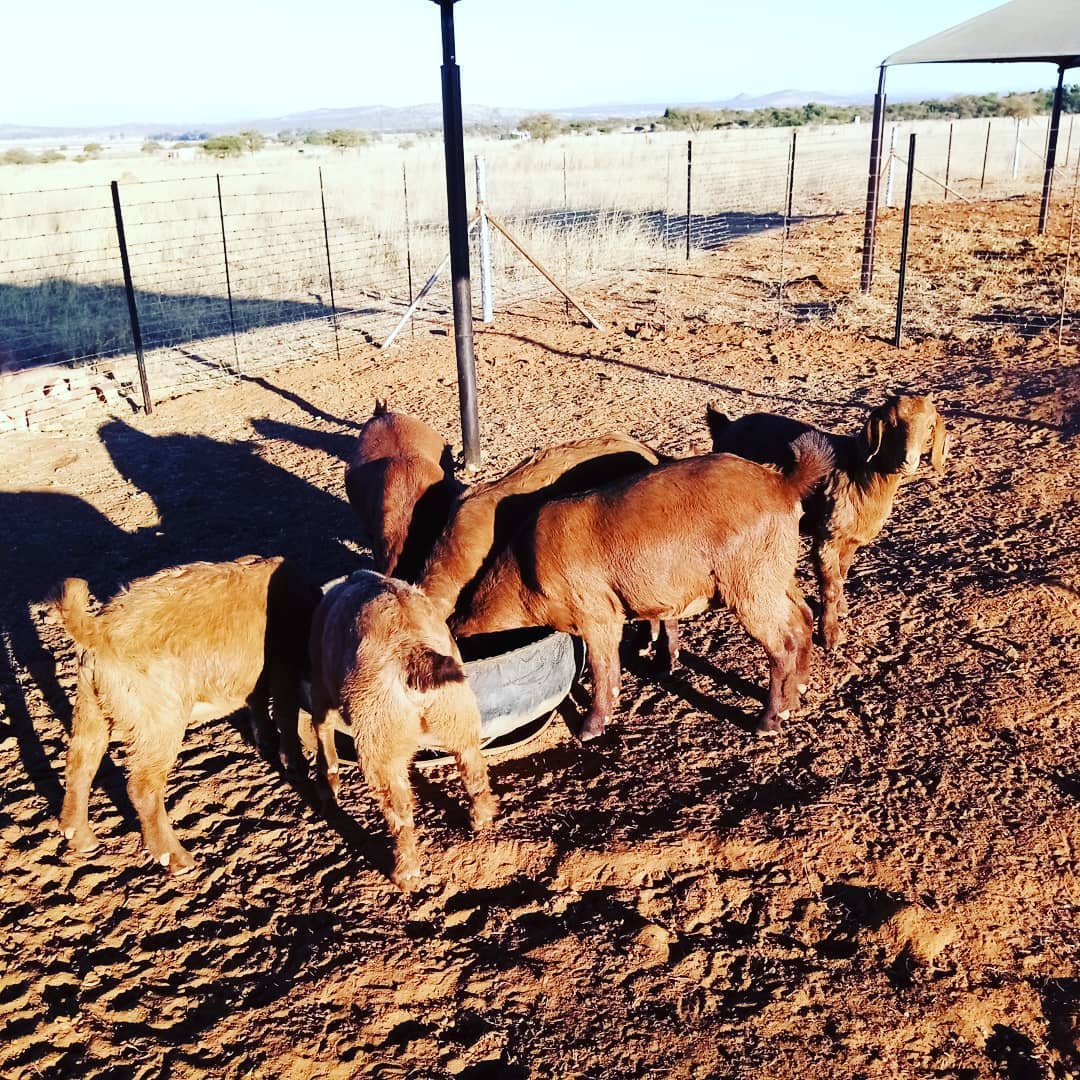 Kalahari Red Goats for Sale