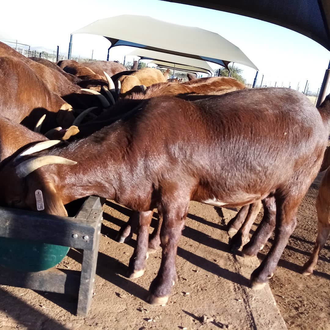 kalahari red for sale